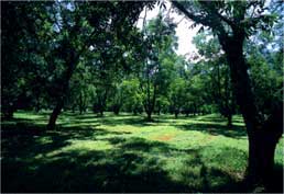 Fazenda Cintra em Limeira